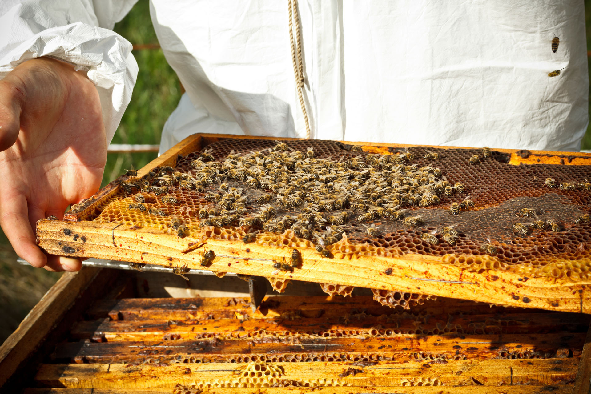 Federacja Branżowych Związków Producentów  Rolnych